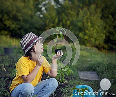 Boy in the garden admires the plant before planting. Green Sprout in Children Hands Stock Photo