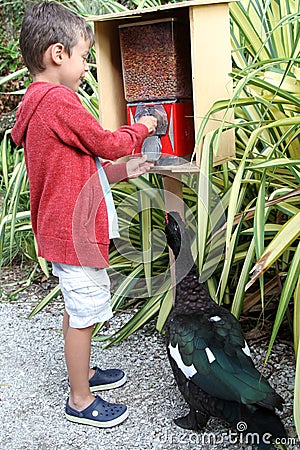 Boy gets seeds to feed musovy duck Stock Photo