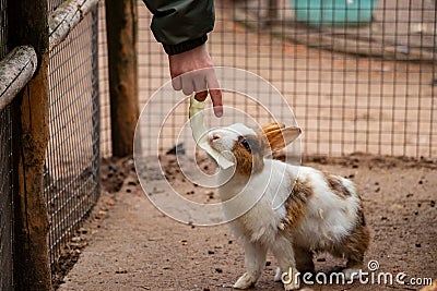 Child feed a rabbit in the petting zoo cabbage Stock Photo