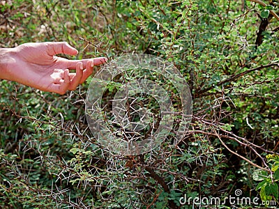 Boy hand presented around thorn tropical plant Stock Photo