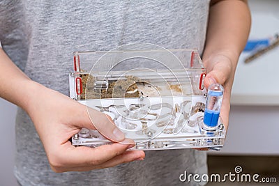 A boy holding an acrillic ant farm, formicarium in hands, research model of ant colony Stock Photo