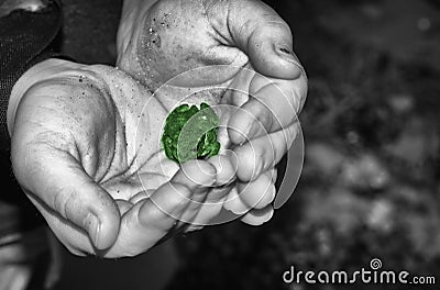 Boy holding a frog Stock Photo