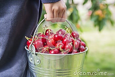 A boy is holding metal bucket with freshly picked cherries. A child is holding a bucket with juicy ripe cherries Stock Photo