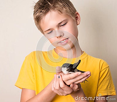 Boy with injured swallow bird in his hands close up. Saving wild Stock Photo