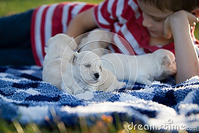 Little boy snuggling with cute tan puppies Stock Photo