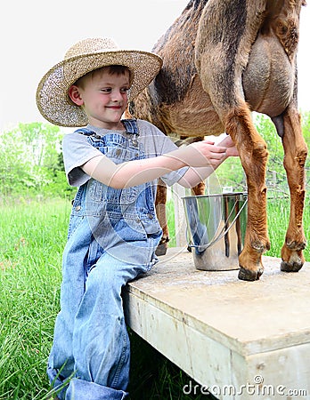 Boy milking a dairy goat Stock Photo