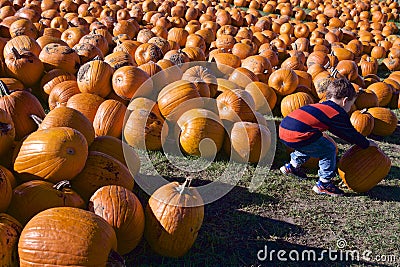 Boy picks up a pumpkin from the field Editorial Stock Photo