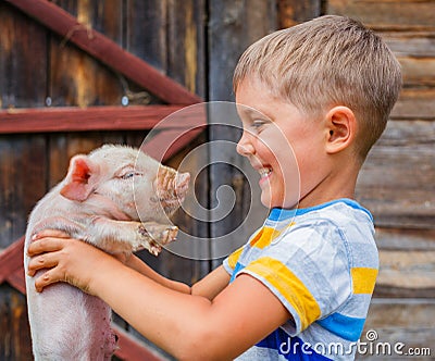 Boy with piglet Stock Photo