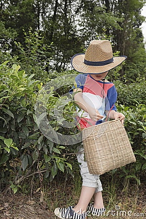 Boy plucking tea leaves Stock Photo