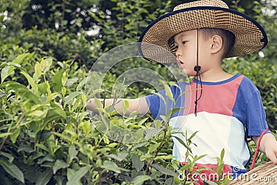 Boy plucking tea leaves Stock Photo