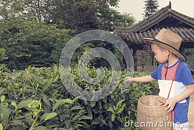 Boy plucking tea leaves Stock Photo