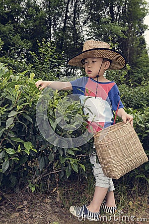 Boy plucking tea leaves Stock Photo