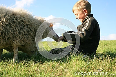 Boy and sheeps Stock Photo