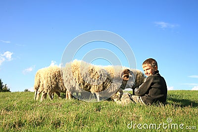 Boy and sheeps Stock Photo