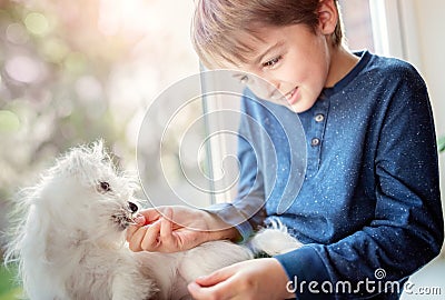 Boy with small puppy dog best friend Stock Photo