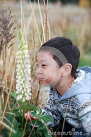 A boy smell the lupine flower Stock Photo