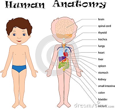 Boy unclothed. Human anatomy for kids Vector Illustration