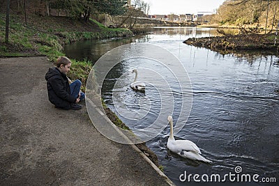 A boy is watching two white swans in river Don at Seaton park, Aberdeen Stock Photo