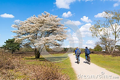 Boys bicycling on cycle track of heath in spring, Netherlands Editorial Stock Photo