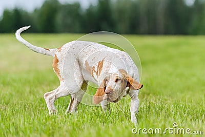 Bracco Italiano hunting dog running in the field Stock Photo