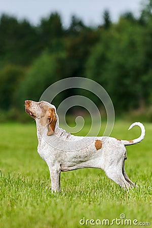 Bracco Italiano hunting dog standing in the field Stock Photo