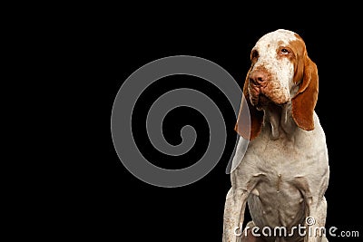 Bracco Italiano Pointer Dog on Isolated Black Background Stock Photo