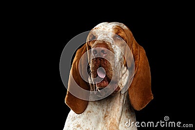 Bracco italiano portrait on black background Stock Photo