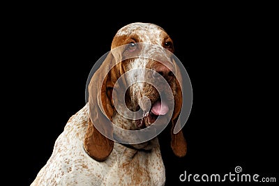 Bracco italiano portrait on black background Stock Photo