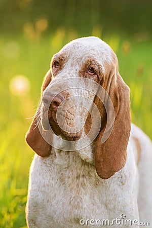 Bracco Italiano sitting in grass at summer sunset Stock Photo