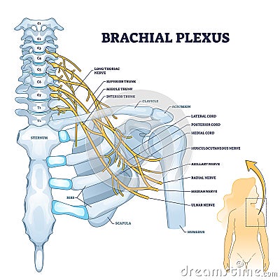 Brachial plexus network of nerves in the shoulder structure outline concept Vector Illustration