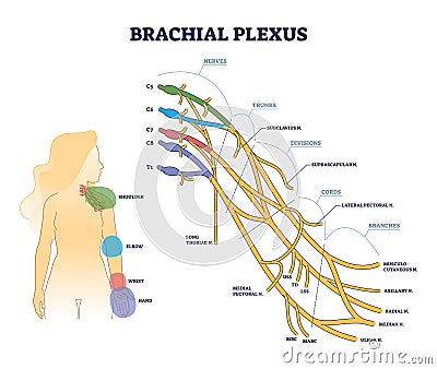 Brachial plexus structure as isolated shoulder nerves network outline concept Vector Illustration