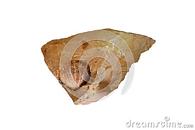 Brachiopod fossil rock stone isolated on white background. Stock Photo