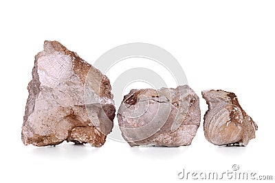 Brachiopoda fossils Stock Photo