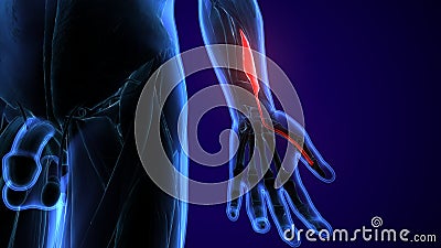 3d rendered, medically accurate illustration of the brachioradialis Stock Photo