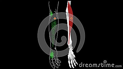 Brachioradialis muscle. Pain and trigger points in the hand Stock Photo