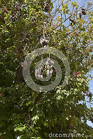 Brachychiton acerifolius branches with fruit and flowers Stock Photo