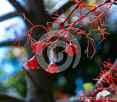 Brachychiton acerifolius Stock Photo