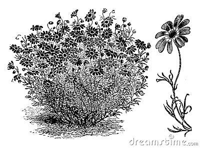 Brachycome, Iberidifolia, flower, branch, daisy, bloom vintage illustration Vector Illustration
