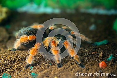 Brachypelma boehmei is a beautiful tarantula camouflaged in the vegetation Stock Photo