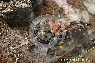 Brachypelma smithi spider during moult Stock Photo