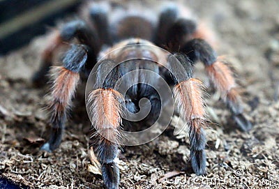 Brachypelma Smithi Tarantula Stock Photo