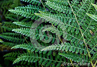 Bracken Fern (Pteridium aquilinum) Stock Photo