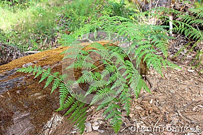 Bracken fern Pteridium species West Australia Stock Photo