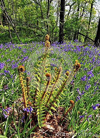 Bracken fronds and Bluebells Stock Photo