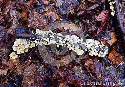 Bracket fungi growing on a fallen branch in a forest. Stock Photo