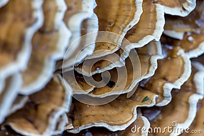 Bracket Fungus Stock Photo