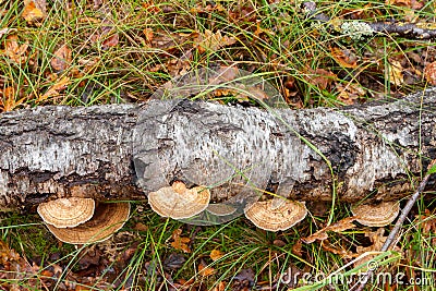 Bracket fungus growing on a tree in the forest Stock Photo