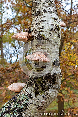 Bracket fungus growing on a tree in the forest Stock Photo