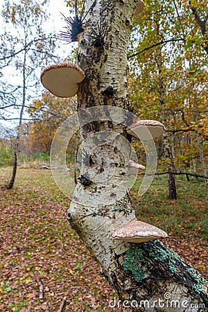 Bracket fungus growing on a tree in the forest Stock Photo