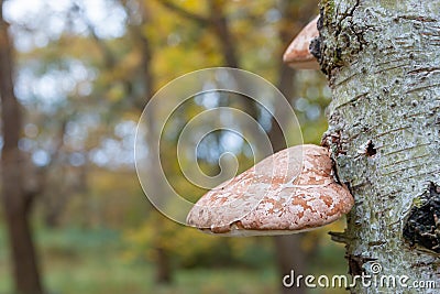 Wild Bracket fungus growing on a tree in the forest Stock Photo